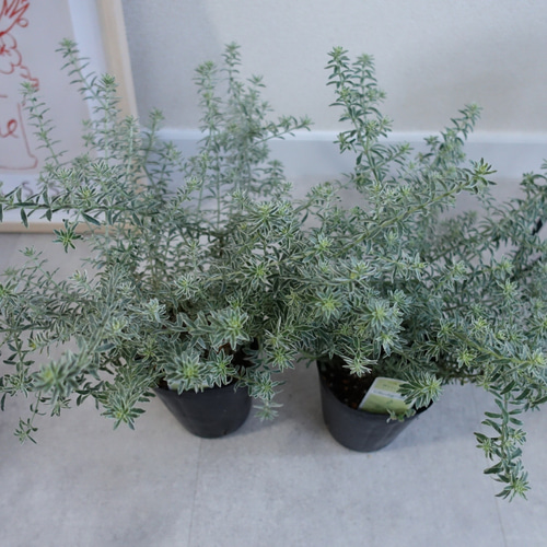 ウエストリンギア スモーキーホワイト 鉢植え 斑入り 苗 オージー