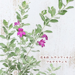 花木苗 レウコフィルム フルテスケンス 3号 常緑 庭木 ピンクの花