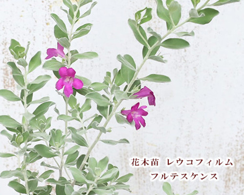 レウコフィルム　グリーンリーフ/ 513 レウコフィルム グリーンリーフ /畑3