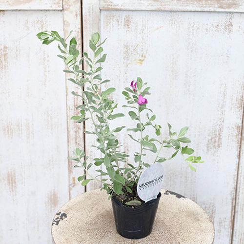 レウコフィルム　シルバーリーフ　/ 674 レウコフィルム シルバーリーフ / 674 レウコフィルム シルバーリーフ