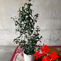 光触媒 人工観葉植物 ウォールグリーン フェイクグリーン ガジュマル