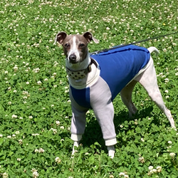 犬服 イタグレ のおすすめ人気通販 検索結果｜Creema(クリーマ