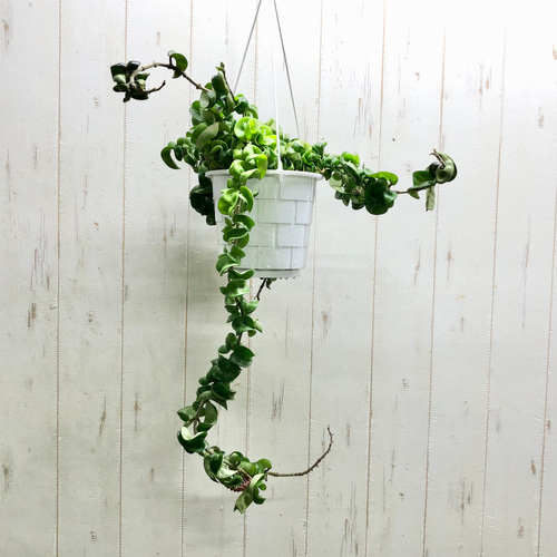 花芽付き ホヤ カルノーサ コンパクタ 吊り鉢 その他インテリア雑貨