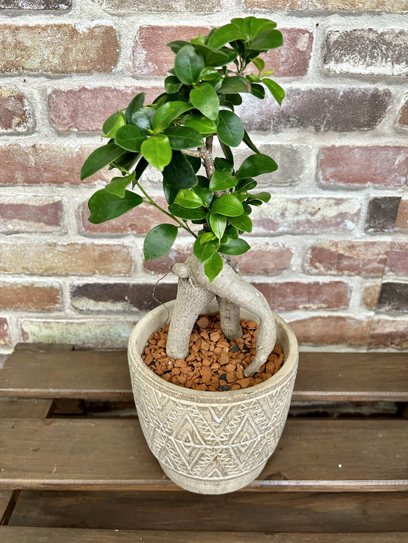 ガジュマル　お洒落アレンジ♡　植物　観葉植物 1枚目の画像