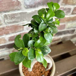 ガジュマル　お洒落アレンジ♡　植物　観葉植物 2枚目の画像