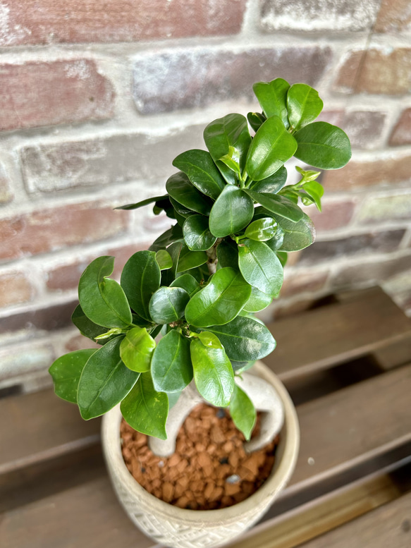 ガジュマル　お洒落アレンジ♡　植物　観葉植物 2枚目の画像