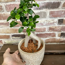 ガジュマル　お洒落アレンジ♡　植物　観葉植物 4枚目の画像