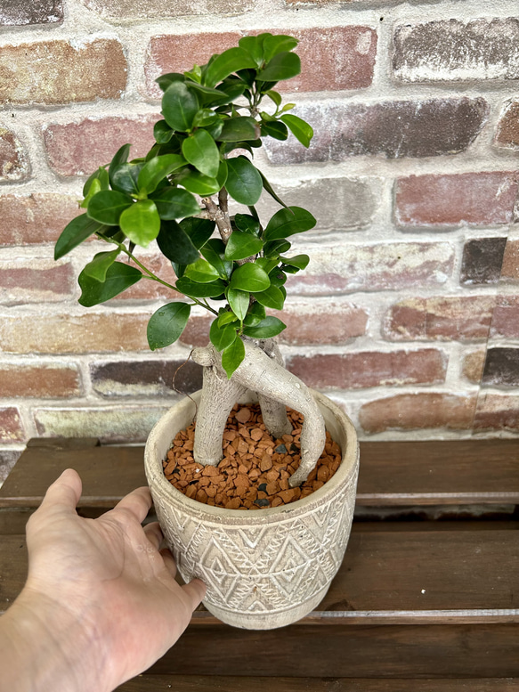 ガジュマル　お洒落アレンジ♡　植物　観葉植物 4枚目の画像