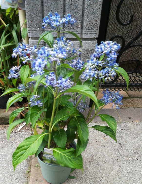 現品》アカシア ブルーブッシュ 樹高1.2m（鉢含まず）37【コベニー  