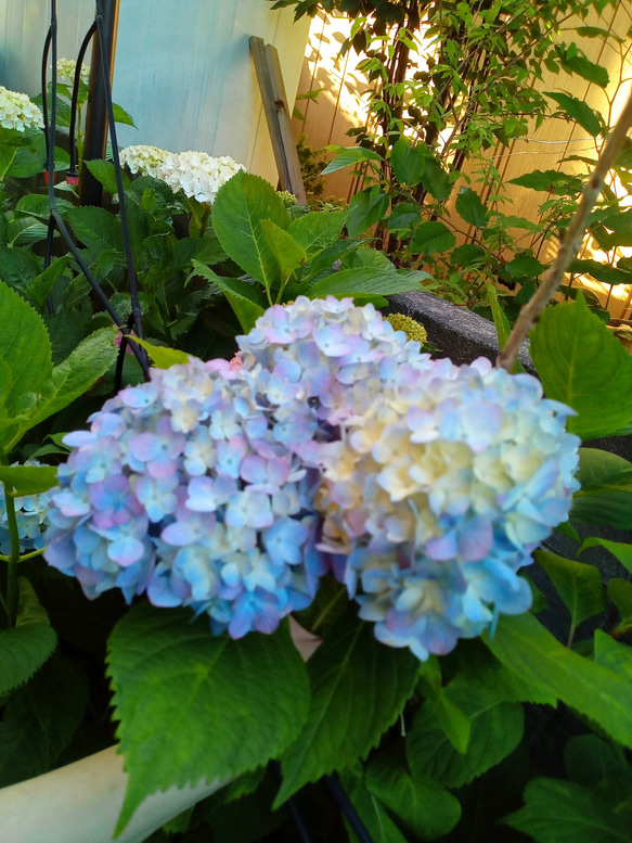 紫陽花　希少くるくる挿し木 紫陽花 希少くるくる挿し木｜Yahoo!フリマ（旧PayPayフリマ）