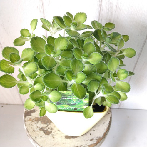 アロマティカス・ライムシャワー 多肉植物 人気ハーブ ゴキブリ