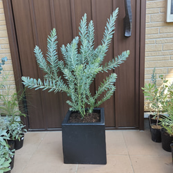 スタイリッシュプランツ§アカシアブルーブッシュ ブラックスクエア型