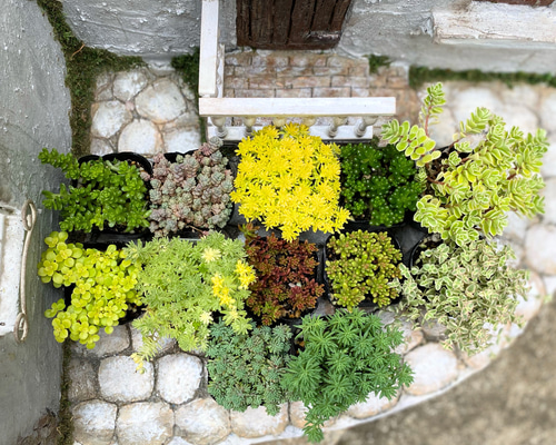 確認用 多肉 セダム 寄植え セダムの寄せ植え｜ valor-navi バローナビ