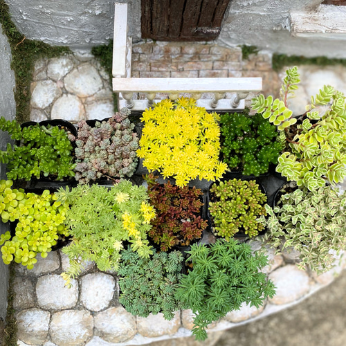 多肉植物❁セダム12鉢セット♡寄せ植えセット 楽天市場
