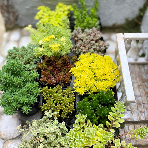 セダム12点セット 寄せ植え 多肉植物 お買い得 多肉植物 プクニク 通販