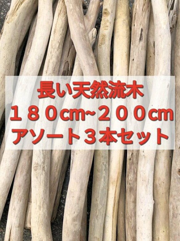 送料無料●（１８０cm〜２００cm前後）南信州産 枝幹 長い流木 天然流木 格安アソート ３本セット 流木インテリア 1枚目の画像