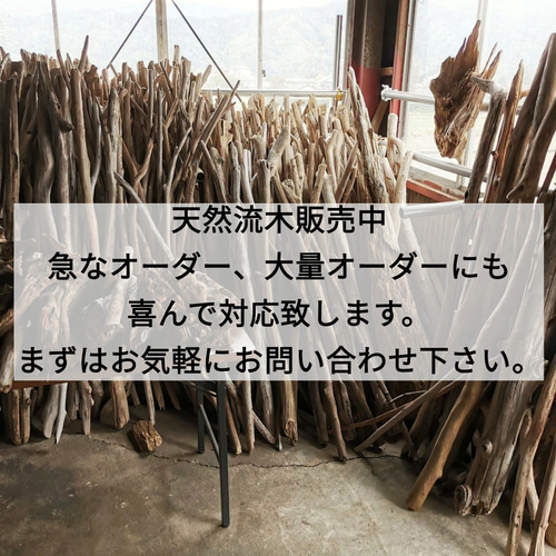 送料無料】南信州産 天然枝幹流木（180〜200cm前後）長い流木 3本
