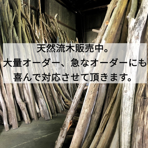 【送料無料】流木　長さ100センチメートル 送料無料○（100cm〜120cm前後）南信州産 枝幹 長い流木 天然