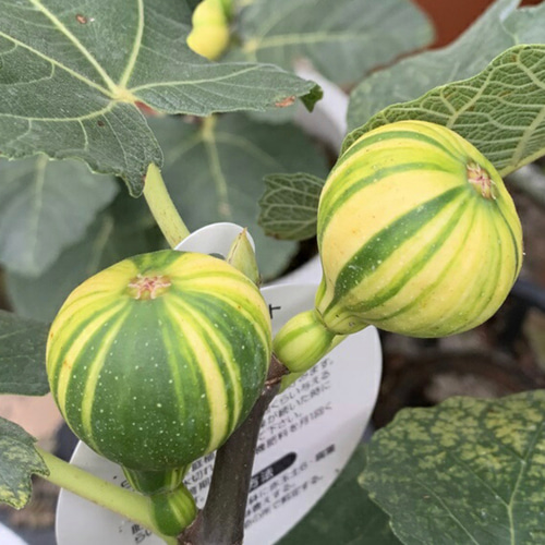 イチジク 苗 ゼブラスイート 苗木 多肉植物 森の小さなお花屋