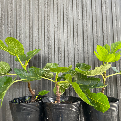 イチジク 苗 ゼブラスイート 苗木 多肉植物 森の小さなお花屋さん 通販 ...