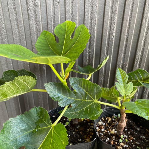 イチジク 苗 ゼブラスイート 苗木 多肉植物 森の小さなお花屋