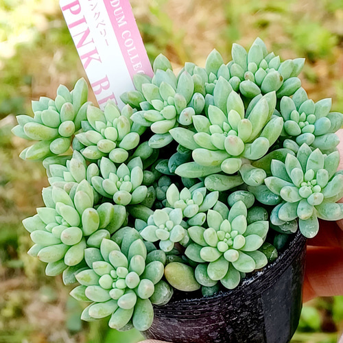 ピンクベリー セダム ポットごと発送 多肉植物 taniku－maruko