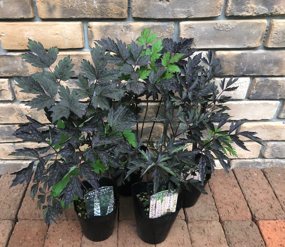 山野草＊キミキフガ(サラシナショウマ)2種 「ブルネット」「ピンク