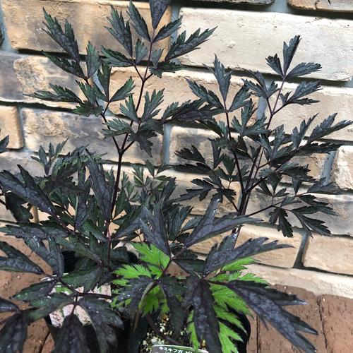 山野草＊キミキフガ(サラシナショウマ)2種 「ブルネット」「ピンク