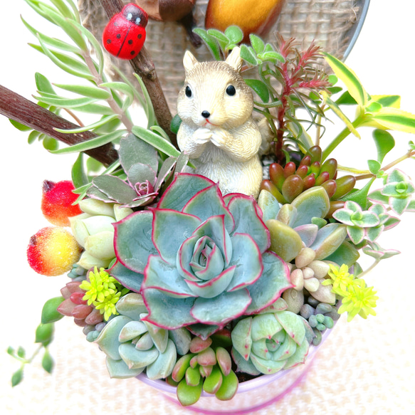 【送料無料】可愛い♡リスさんの暮らす森　多肉植物寄せ植　フラワーギフト　プレゼント 4枚目の画像