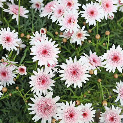 花苗 八重咲き マーガレット あずきちゃん 3.5号 多年草 かわいい