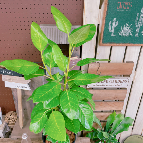 観葉植物 フィカス アルテシーマ 4号 曲り ラーケルシリンダー