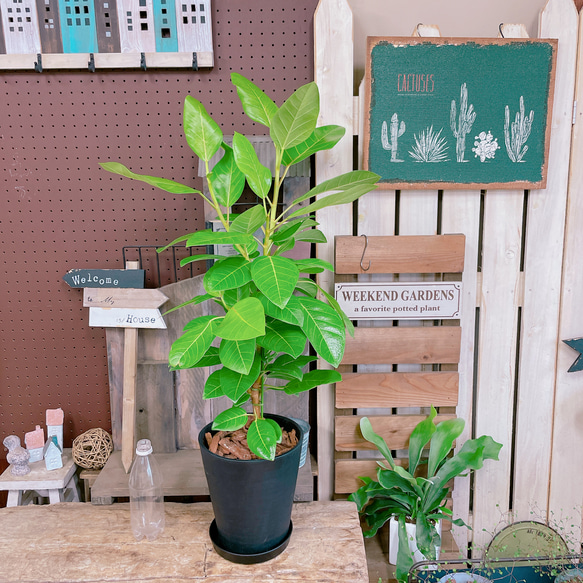 観葉植物 フィカス アルテシーマ 4号 曲り ラーケルシリンダー