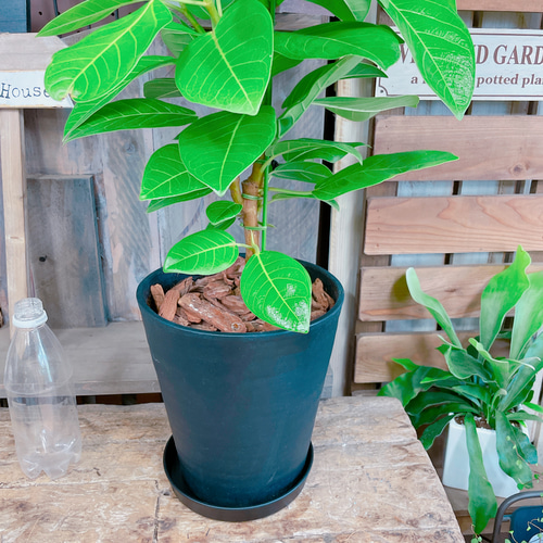 観葉植物 フィカス アルテシーマ 4号 曲り ラーケルシリンダー