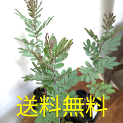苔玉 アスペレニウム アンティキューム タニワタリ その他インテリア