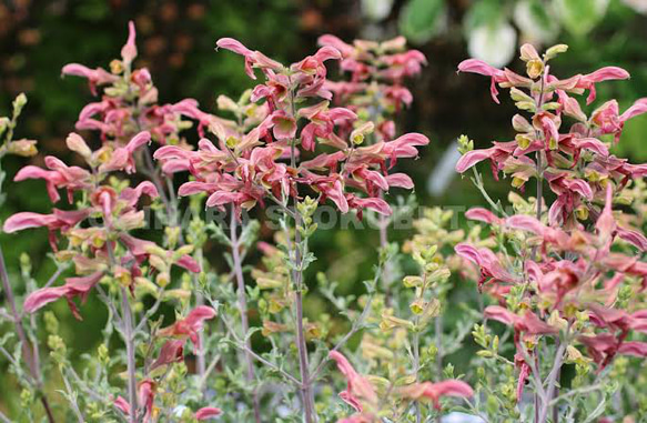 ラスティセージ 挿し穂 15cm 2本 その他素材 mofrin 通販｜Creema  