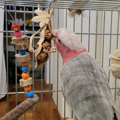 送料無料【ヨウムサイズの鳥さん向け】 本革❤️ ガシガシ系鳥