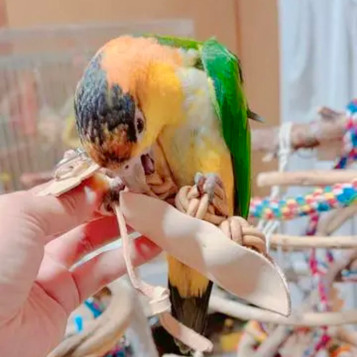 送料無料【ヨウムサイズの鳥さん向け】 本革❤️ ガシガシ系鳥 送料無料【ヨウムサイズの鳥さん向け】 本革❤️ ガシガシ系鳥