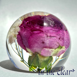 植物標本　薔薇とかすみ草　濃いピンクと白　レジン　６センチ球体 2枚目の画像
