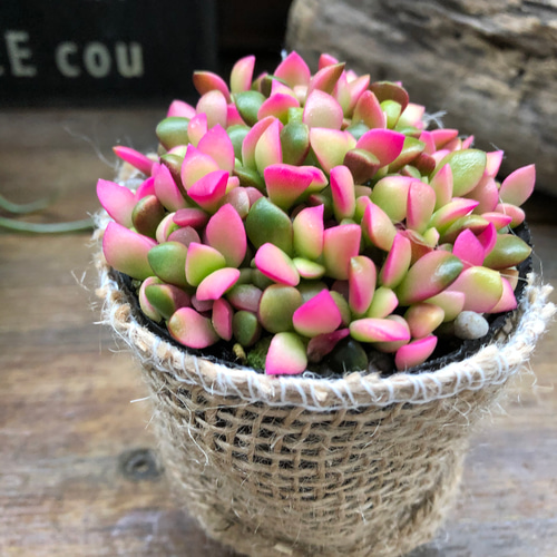 桜吹雪(^^)多肉植物　正規品♡桜吹雪入荷しました！！ 楽天市場】多肉植物 『 桜吹雪 』 9cmポット苗 観葉植物 : 花と