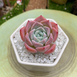 【韓国苗】ストロベリーアーモンド❤︎ Amazon.co.jp: 別 ストロベリーアーモンド3苗2200円 韓国苗多肉