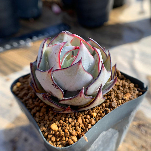 39.多肉植物 寄せ植え エケベリア属 ストリクチフローラ ノヴァ 39.多肉植物 寄せ植え エケベリア属 ストリクチフローラ ノヴァ