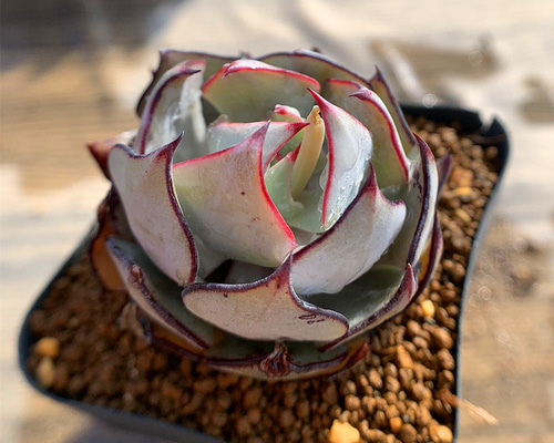 39.多肉植物 寄せ植え エケベリア属 ストリクチフローラ ノヴァ
