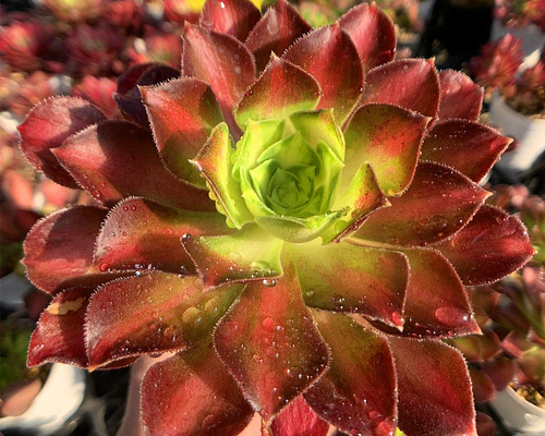 2b60bfcddc4239999ae8c4604ce713