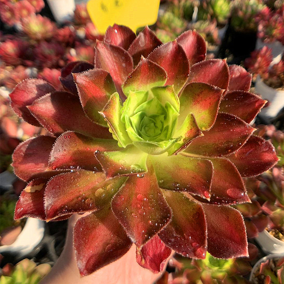 銀*丞様 B1508-4 ×16苗アエオニウム系 フェンカ 抜き苗 多肉植物 エ 銀*丞様 B1508-4 ×16苗アエオニウム系 フェンカ 抜き苗 多肉植物