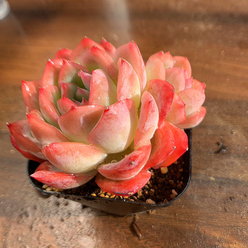 605.多肉植物 寄せ植え エケベリア属 レッドエレガンス（2頭）超美苗