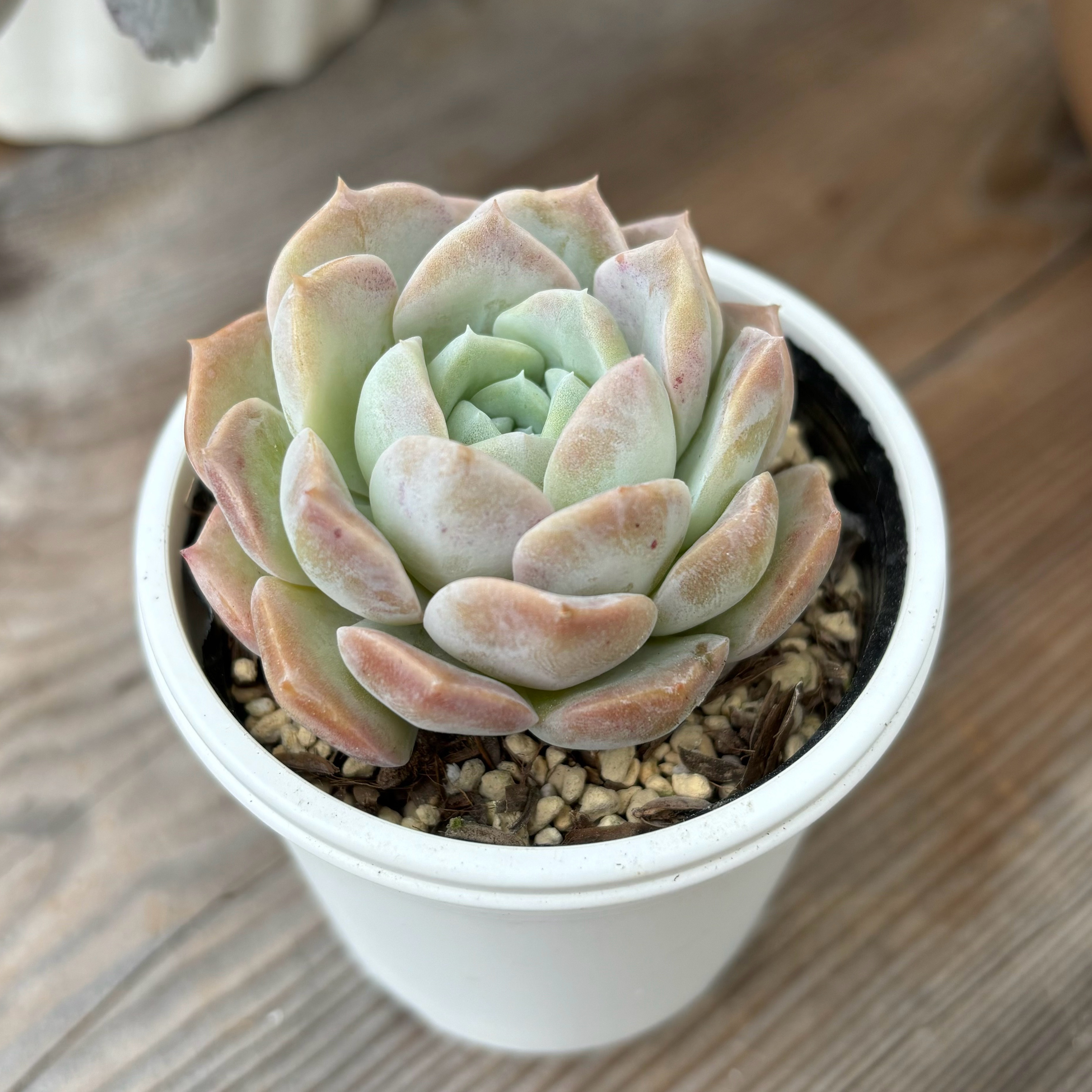 ラウリナ 多肉植物