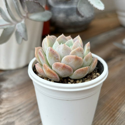 ラウイ×ヒアリナ 多肉植物 多肉植物 kanomarihome 通販 16055111