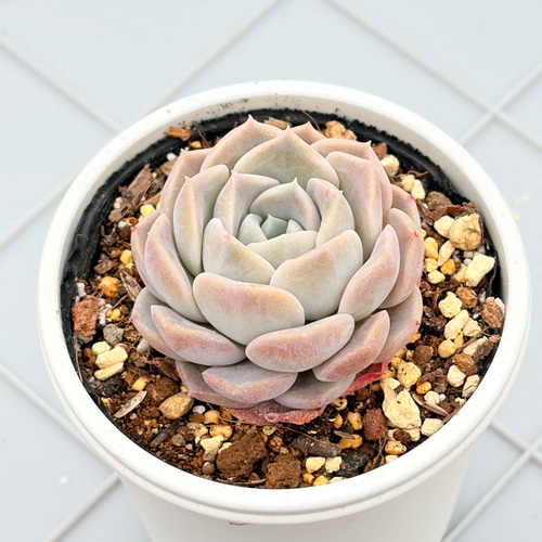 ヒアリナ×ラウイ 実生苗 多肉植物 エケベリア 多肉植物 ヒアリナxラウイ 新入荷 るる農園 | るる農園~多肉植物専門