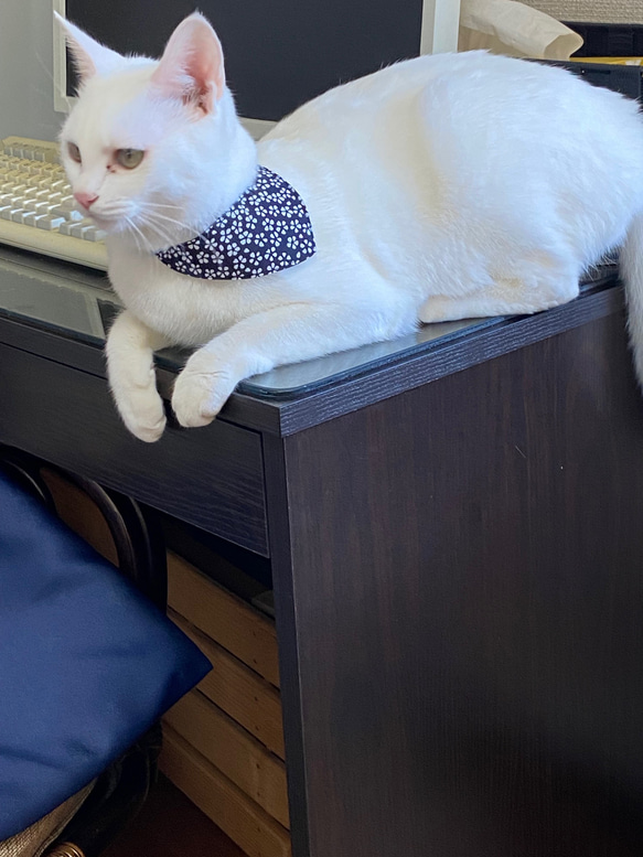 首輪を嫌がる猫も着けていられる・簡単装着・立体裁断・２枚・リバティ１ 13枚目の画像