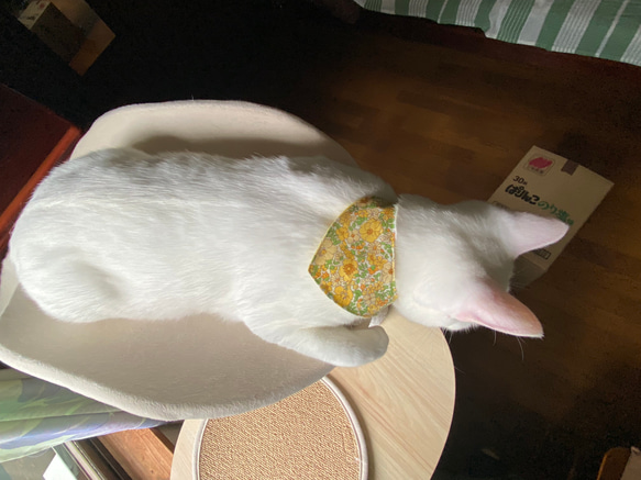 首輪を嫌がる猫も着けていられる・簡単装着・立体裁断・２枚・リバティ１ 9枚目の画像
